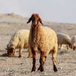 القربان على اسم نبينا (ص)